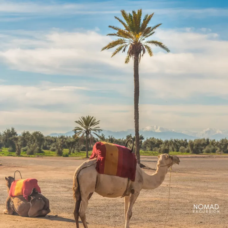 Chameau Marrakech