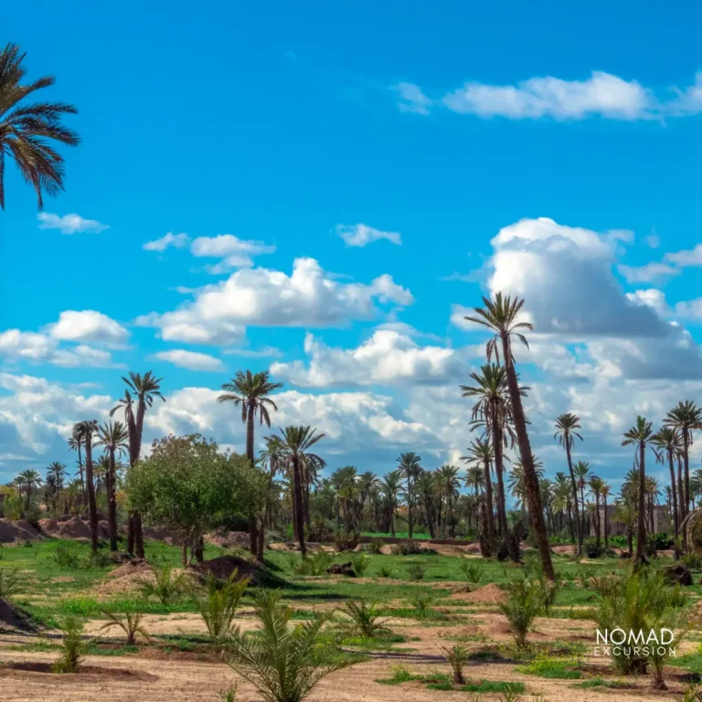 Marrakech Chameau